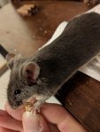 rps20190617_223454.jpg