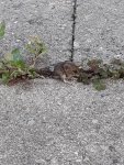 IMG-20190630-WA0000.jpg