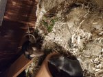 rps20190723_225629.jpg