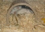 sleeping-snowies.jpg