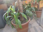 IMG_20190828_172432.jpg