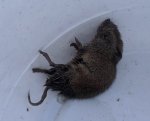 maus.jpg