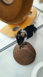 IMG_20210206_132716_compress12.jpg