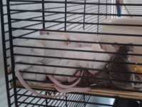 29052021 sleeping mice.jpg