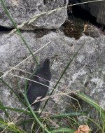 IMG_0883.jpeg