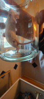 Bild mit schwarzem Fleck.jpg