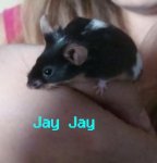 Jay Jay.JPG