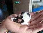 Luna.JPG