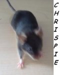 Chrispie.JPG