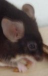 Chrispie1.JPG