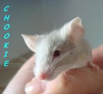 Chookie2.JPG