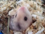 Hamster.jpg