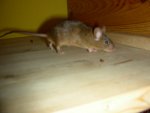 DSCN2158.jpg