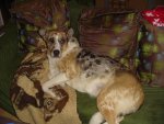 Hundi2.jpg