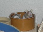 Im Futternapf.jpg