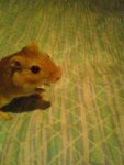 DSC06695.jpg