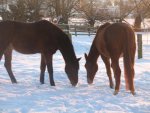 Winter 2008-2009 083.jpg