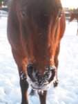 Winter 2008-2009 087.jpg