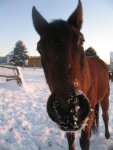 Winter 2008-2009 097.jpg
