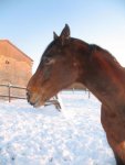 Winter 2008-2009 098.jpg