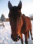 Winter 2008-2009 101.jpg