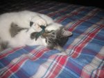 Winter 2008-2009 021.jpg
