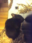 DSC00220.jpg
