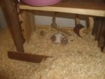 Bilder15.1.09 186.jpg