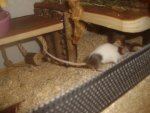 Bilder15.1.09 161.jpg