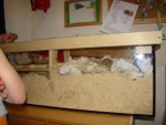 Wohnzimmer und Mäuse 016.jpg