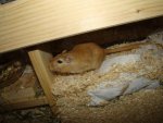 Wohnzimmer und Mäuse 020.jpg