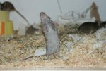 DSC00165.jpg