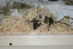DSC00187.jpg