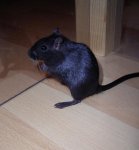 Noradina Auslauf.jpg