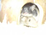 DSC02666.jpg