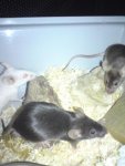 DSC02655.jpg
