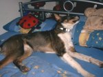 Baster003.jpg