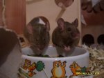 Mimmy und Flecky.jpg