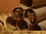Mimmy und Flecky 2.jpg