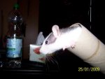 100_1293.JPG