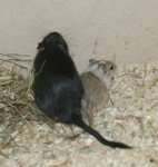 DSC00398.jpg