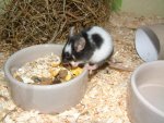 momo-maus.jpg