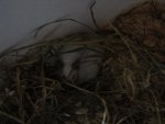 Frieda und Flöckchen.JPG