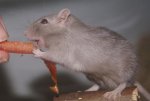 DSC04087.JPG