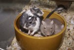 DSC04014.JPG