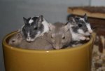 DSC04799.jpg