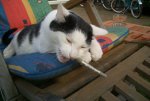 Tiere 030.jpg