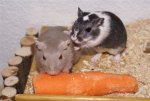 DSC06085.JPG