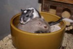 DSC06421.JPG