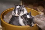 DSC06436.JPG